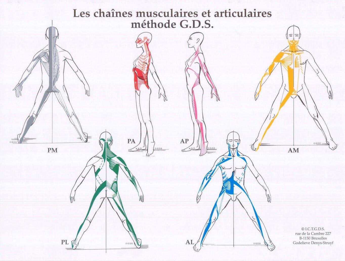 GDS Muscle Chains