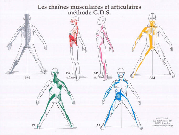 GDS Muscle Chains